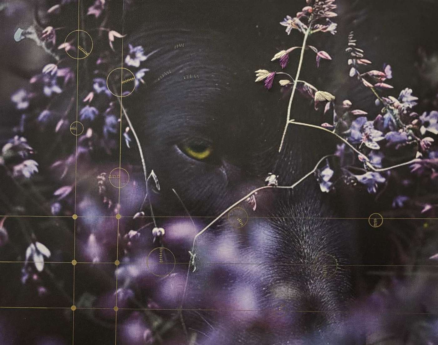Canidae, Giclée print, Canine behavior by Zelda Cavanaugh